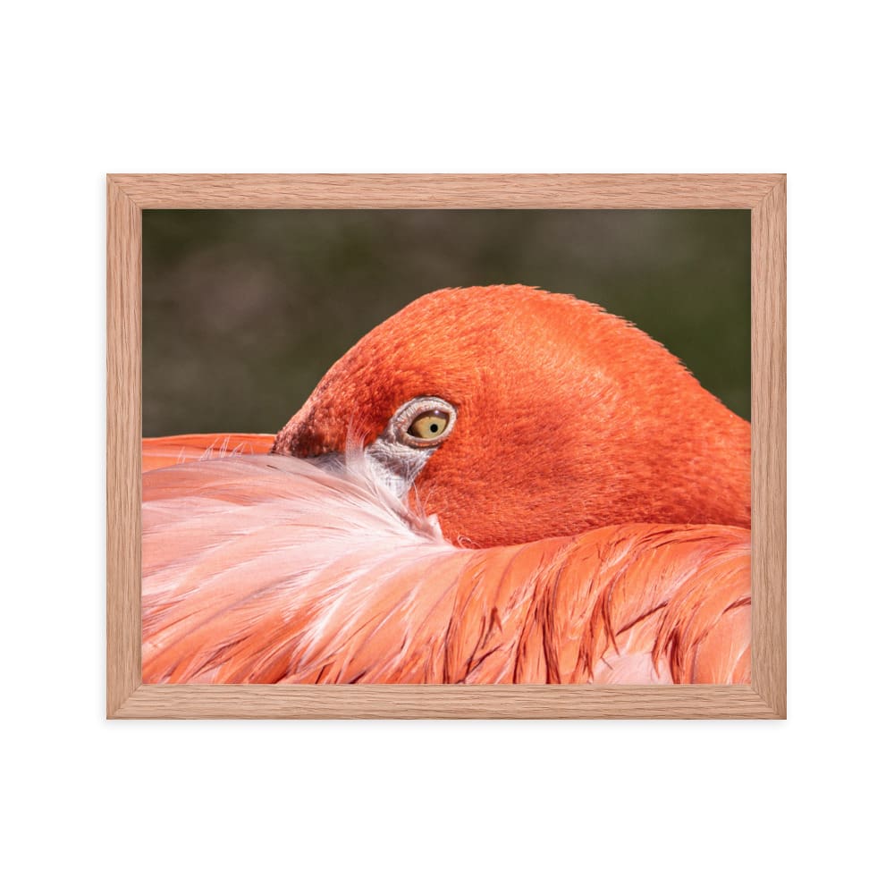 Flamingo's Gaze - Framed Print