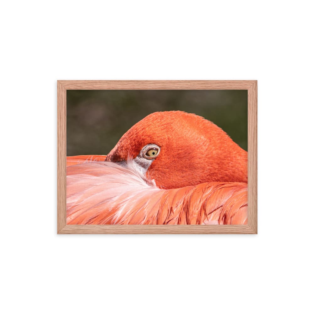 Flamingo's Gaze - Framed Print