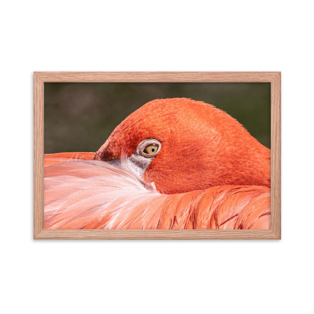 Flamingo's Gaze - Framed Print