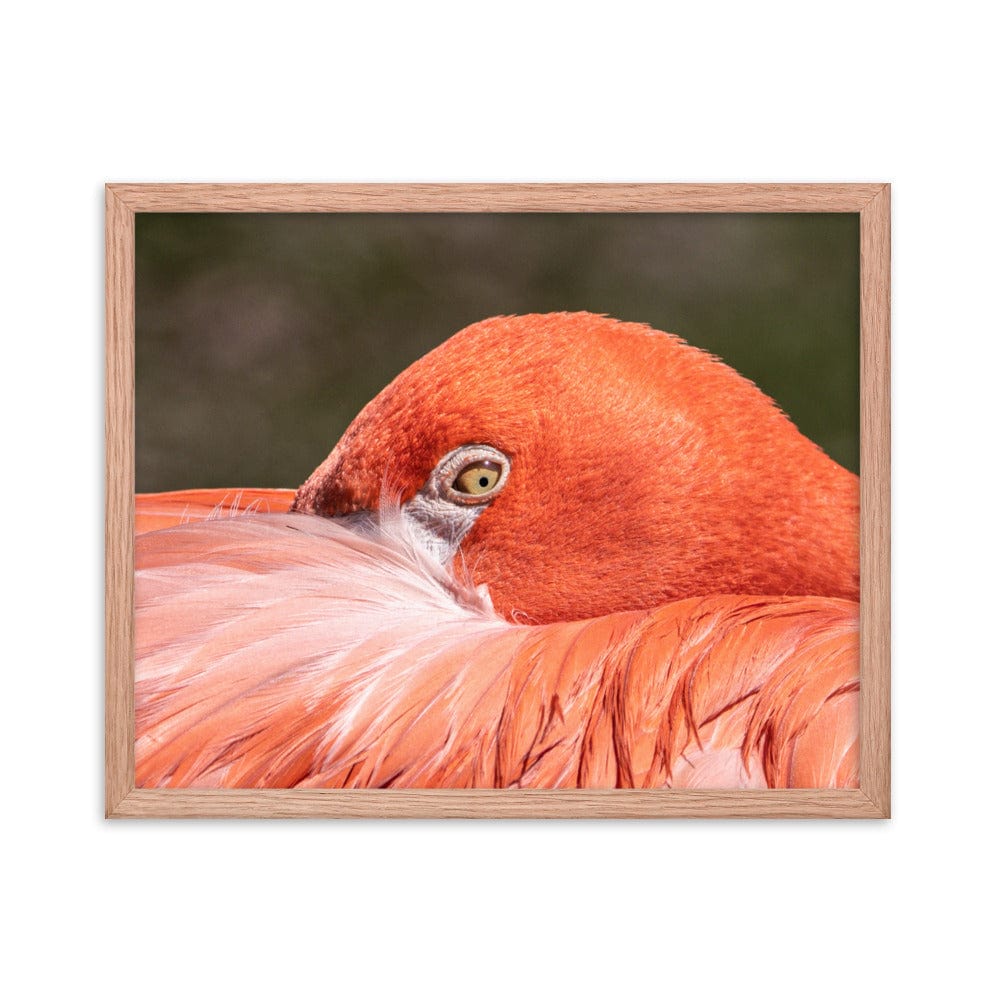 Flamingo's Gaze - Framed Print