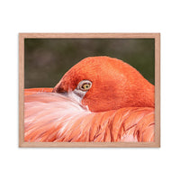 Flamingo's Gaze - Framed Print