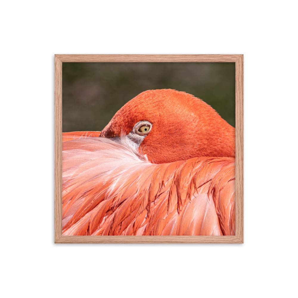 Flamingo's Gaze - Framed Print