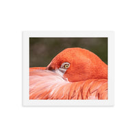 Flamingo's Gaze - Framed Print