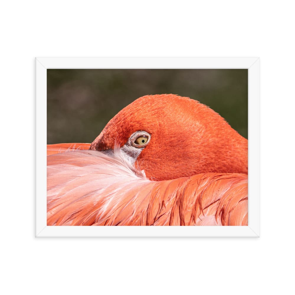 Flamingo's Gaze - Framed Print