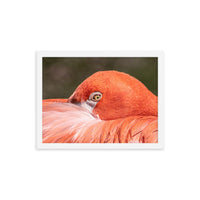 Flamingo's Gaze - Framed Print