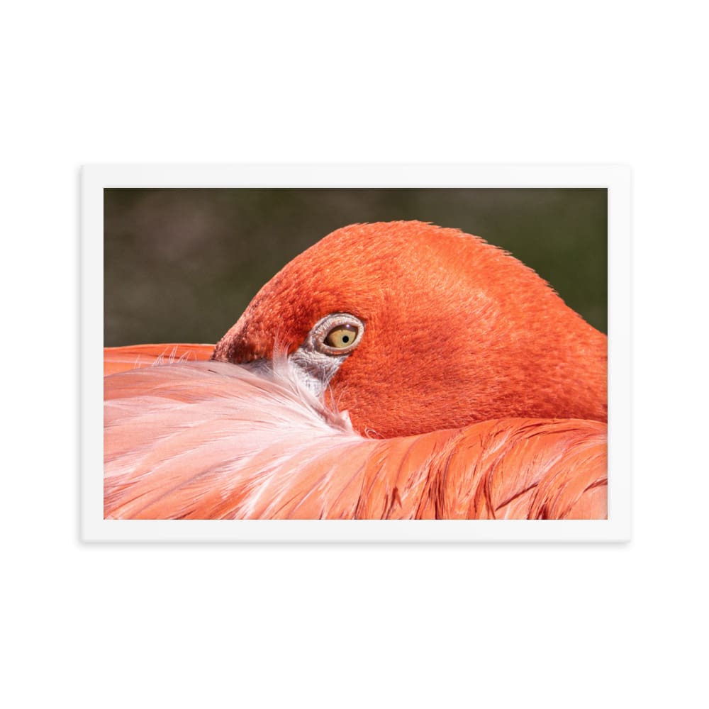 Flamingo's Gaze - Framed Print