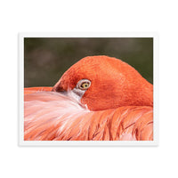 Flamingo's Gaze - Framed Print