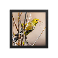 Goldfinch Gathering Nesting Materials - Framed Print