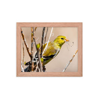 Goldfinch Gathering Nesting Materials - Framed Print