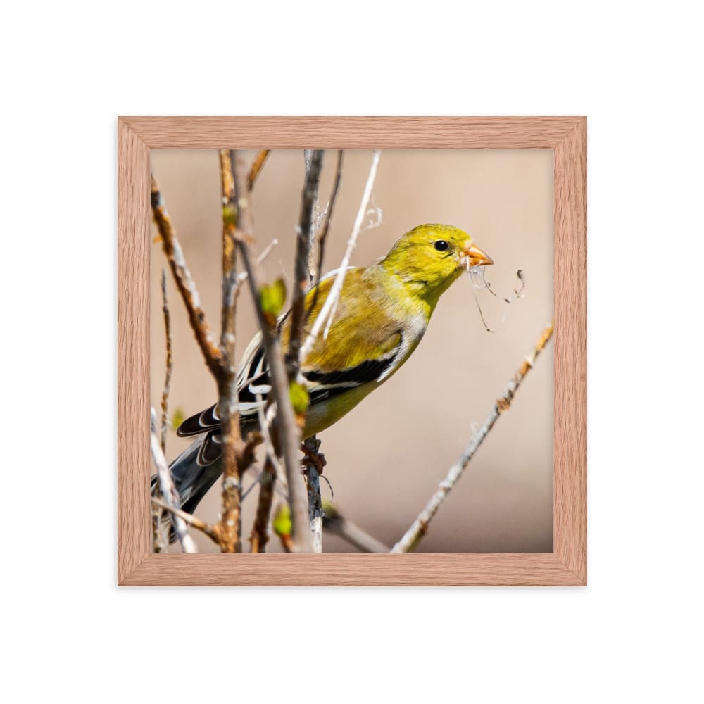 Goldfinch Gathering Nesting Materials - Framed Print