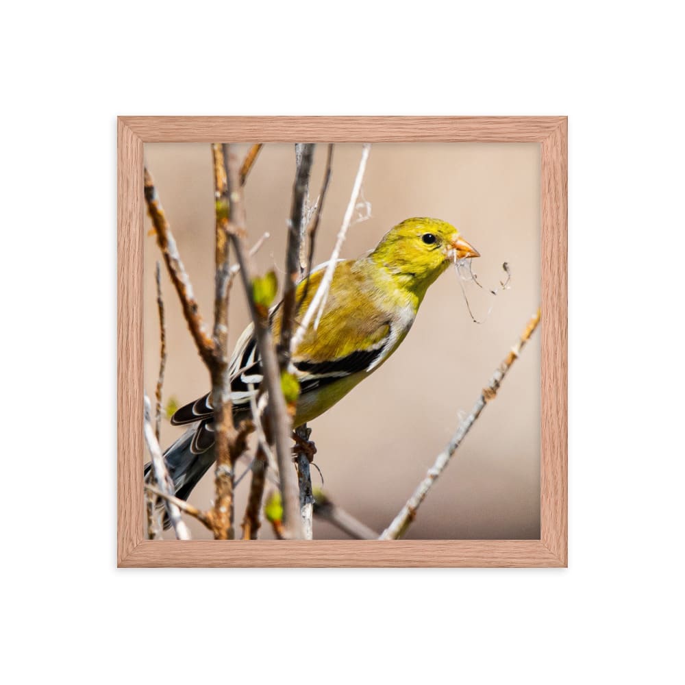 Goldfinch Gathering Nesting Materials - Framed Print