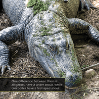 Alligators and Crocodiles! A My Incredible World Picture Book for Children