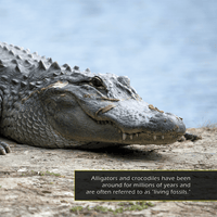 Alligators and Crocodiles! A My Incredible World Picture Book for Children