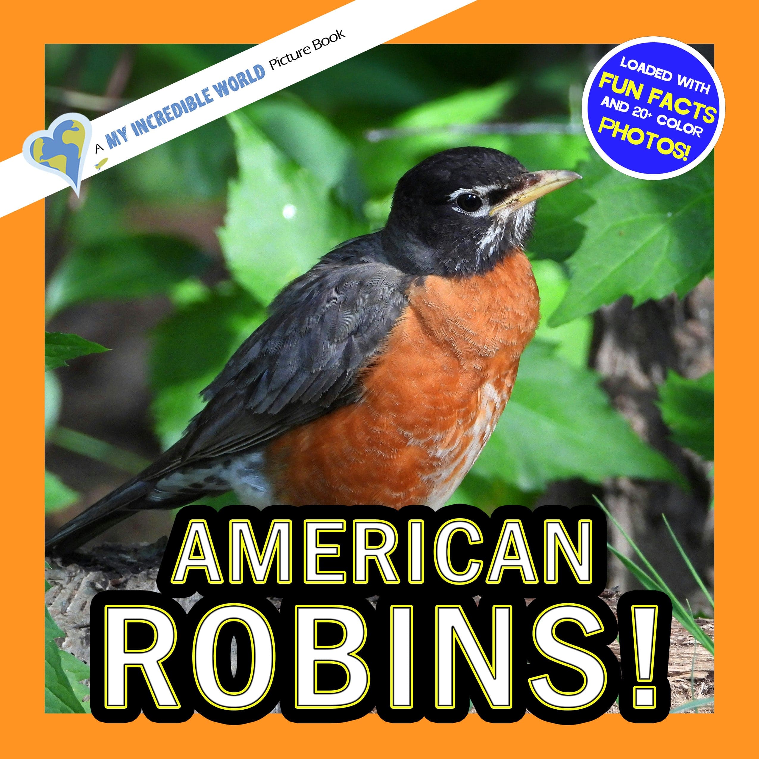 American Robins Book for Kids | Backyard Bird Facts – My Incredible World