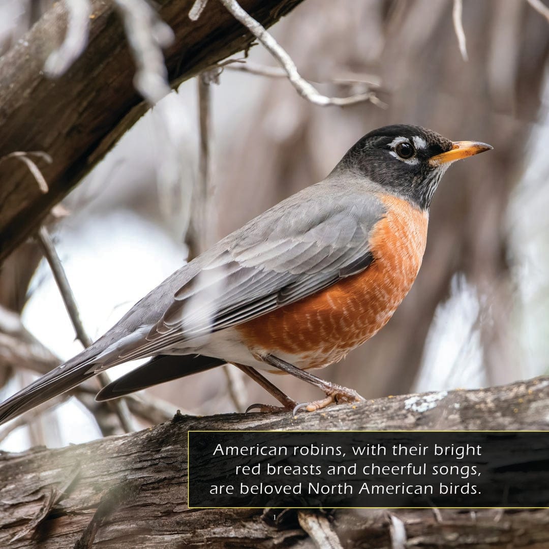 American Robins! A My Incredible World Picture Book for Children