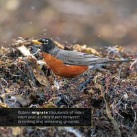 American Robins! A My Incredible World Picture Book for Children