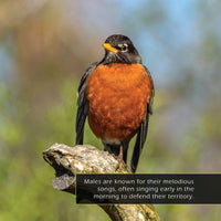 American Robins! A My Incredible World Picture Book for Children