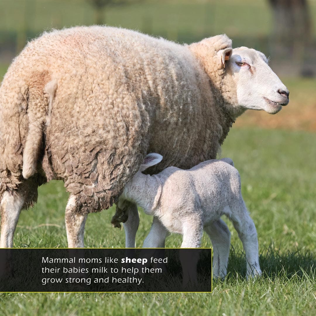 Animal Moms! A My Incredible World Picture Book for Children