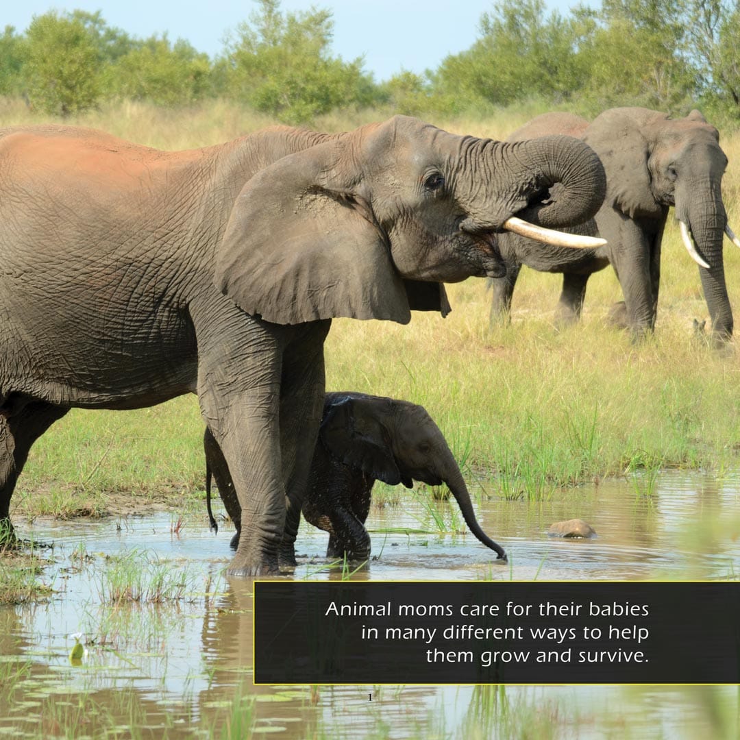 Animal Moms! A My Incredible World Picture Book for Children