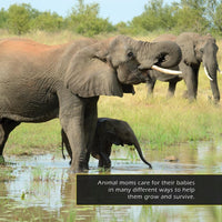Animal Moms! A My Incredible World Picture Book for Children
