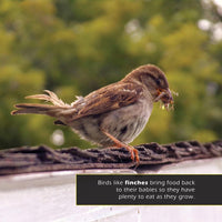 Animal Moms! A My Incredible World Picture Book for Children
