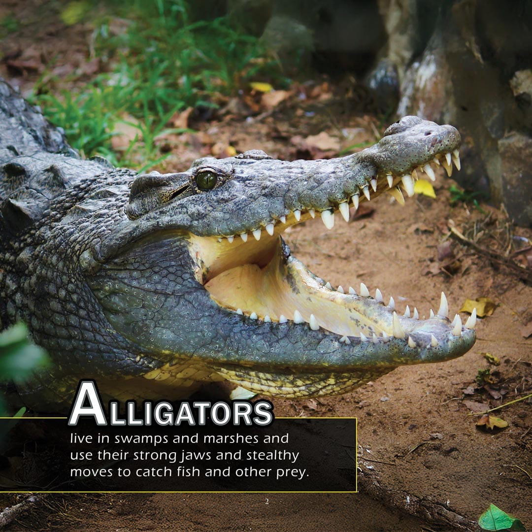 Animals from A-to-Z (Animals of the Alphabet): A My Incredible World Picture Book for Children