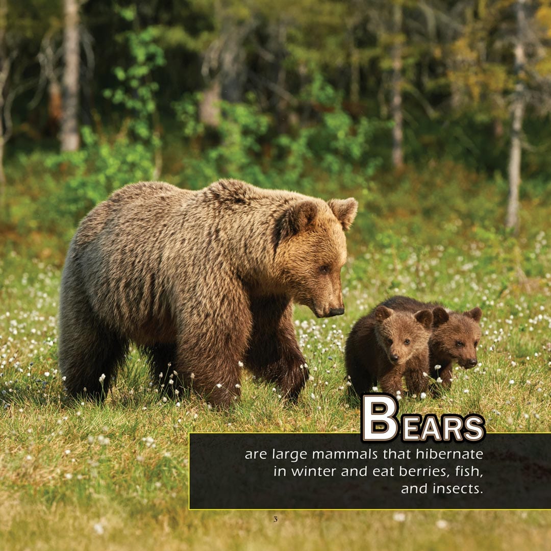 Animals from A-to-Z (Animals of the Alphabet): A My Incredible World Picture Book for Children