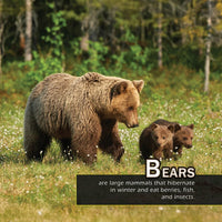 Animals from A-to-Z (Animals of the Alphabet): A My Incredible World Picture Book for Children