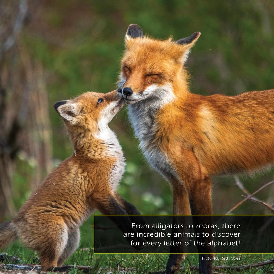 Animals from A-to-Z (Animals of the Alphabet): A My Incredible World Picture Book for Children