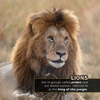 Animals of Africa! A My Incredible World Picture Book for Children