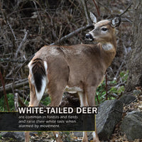Animals of Connecticut! A My Incredible World Picture Book for Children