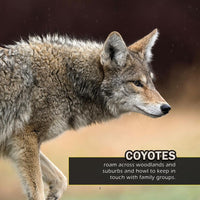 Animals of Connecticut! A My Incredible World Picture Book for Children