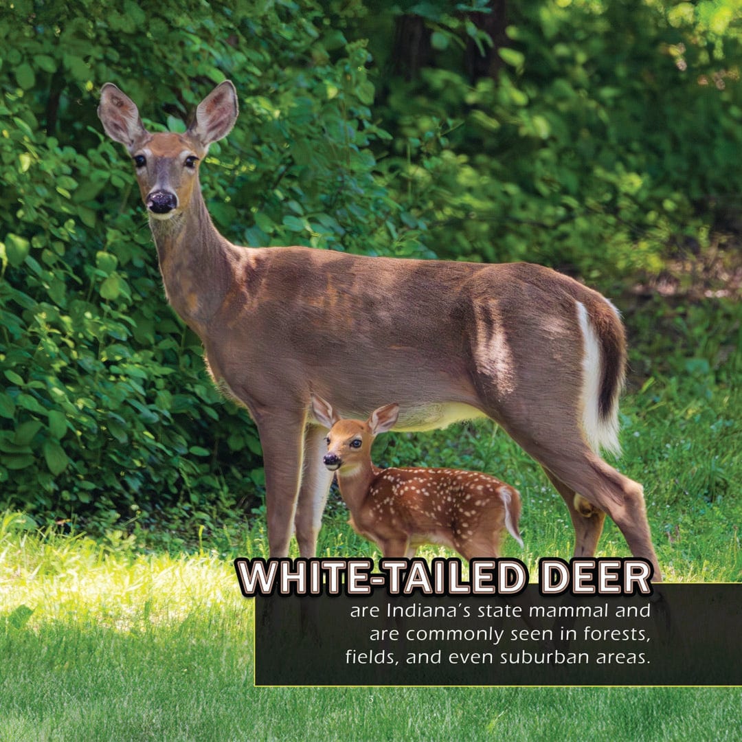 Animals of Indiana! A My Incredible World Picture Book for Children