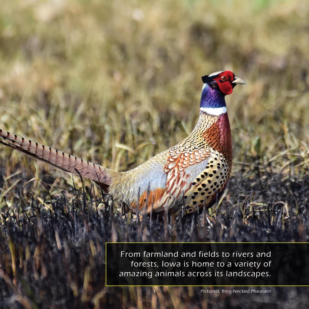 Animals of Iowa! A My Incredible World Picture Book for Children