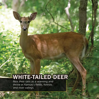 Animals of Kansas! A My Incredible World Picture Book For Children