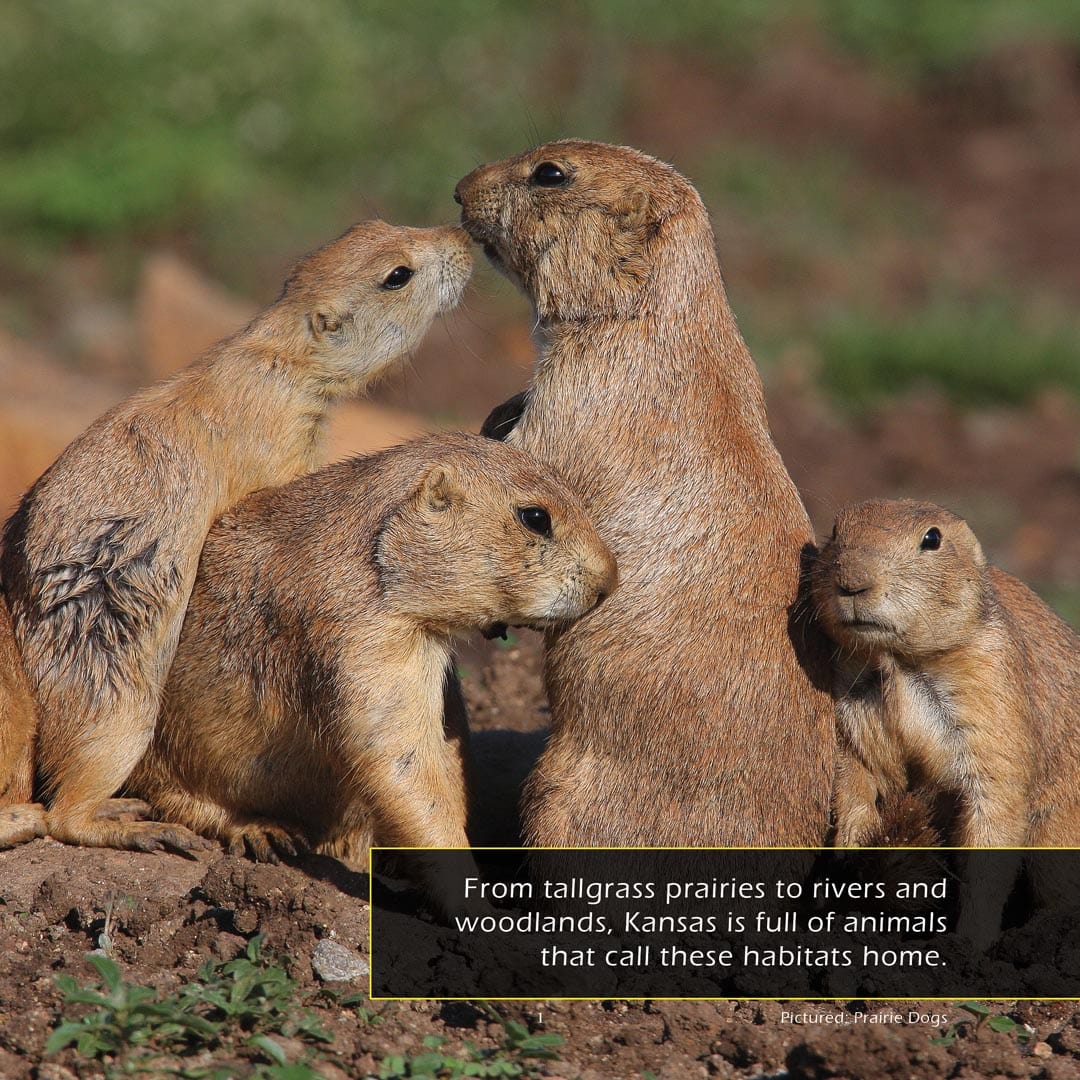 Animals of Kansas! A My Incredible World Picture Book For Children