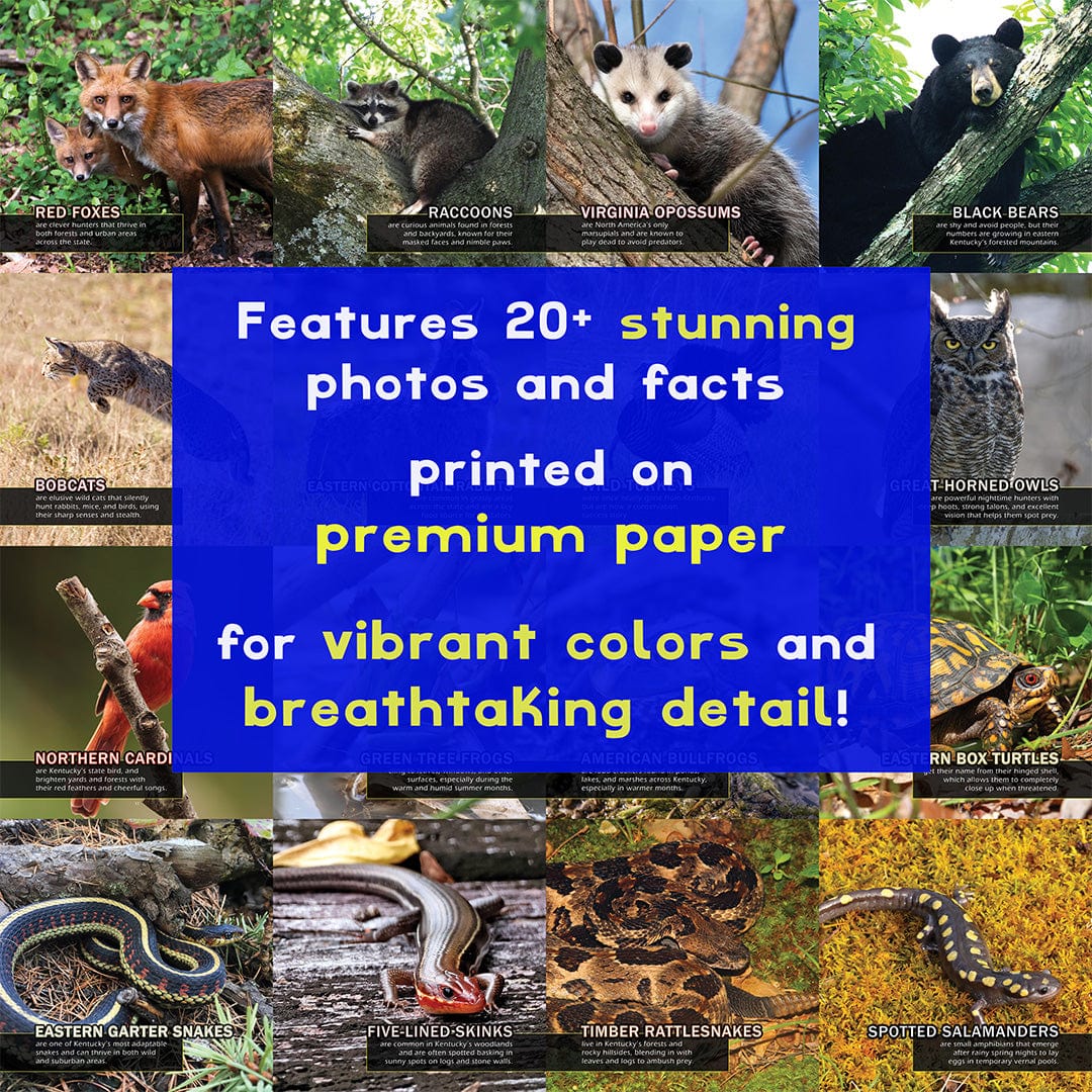 Animals of Kentucky! A My Incredible World Picture Book for Children