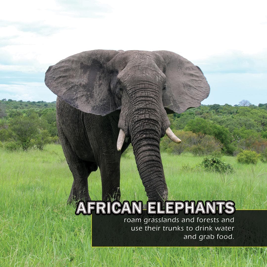 Animals of Kenya! A My Incredible World Picture Book for Children