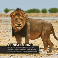 Animals of Kenya! A My Incredible World Picture Book for Children