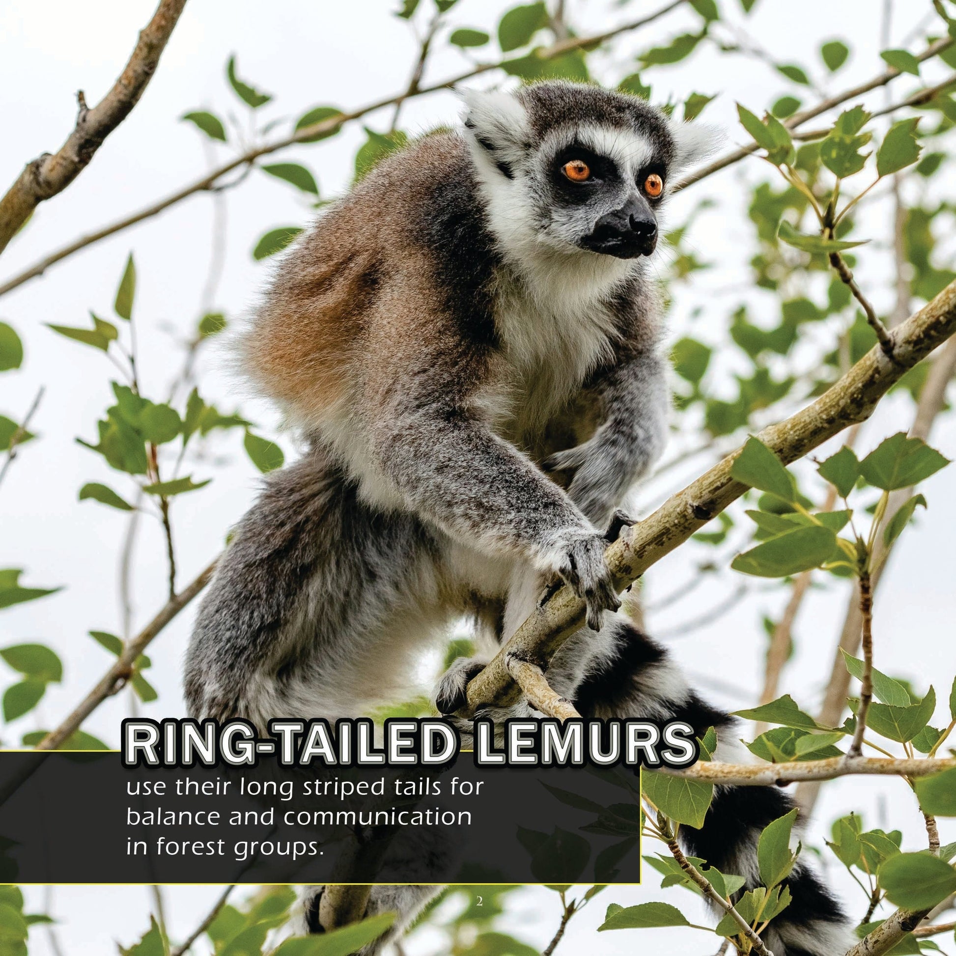 Animals of Madagascar! A My Incredible World Picture Book for Children