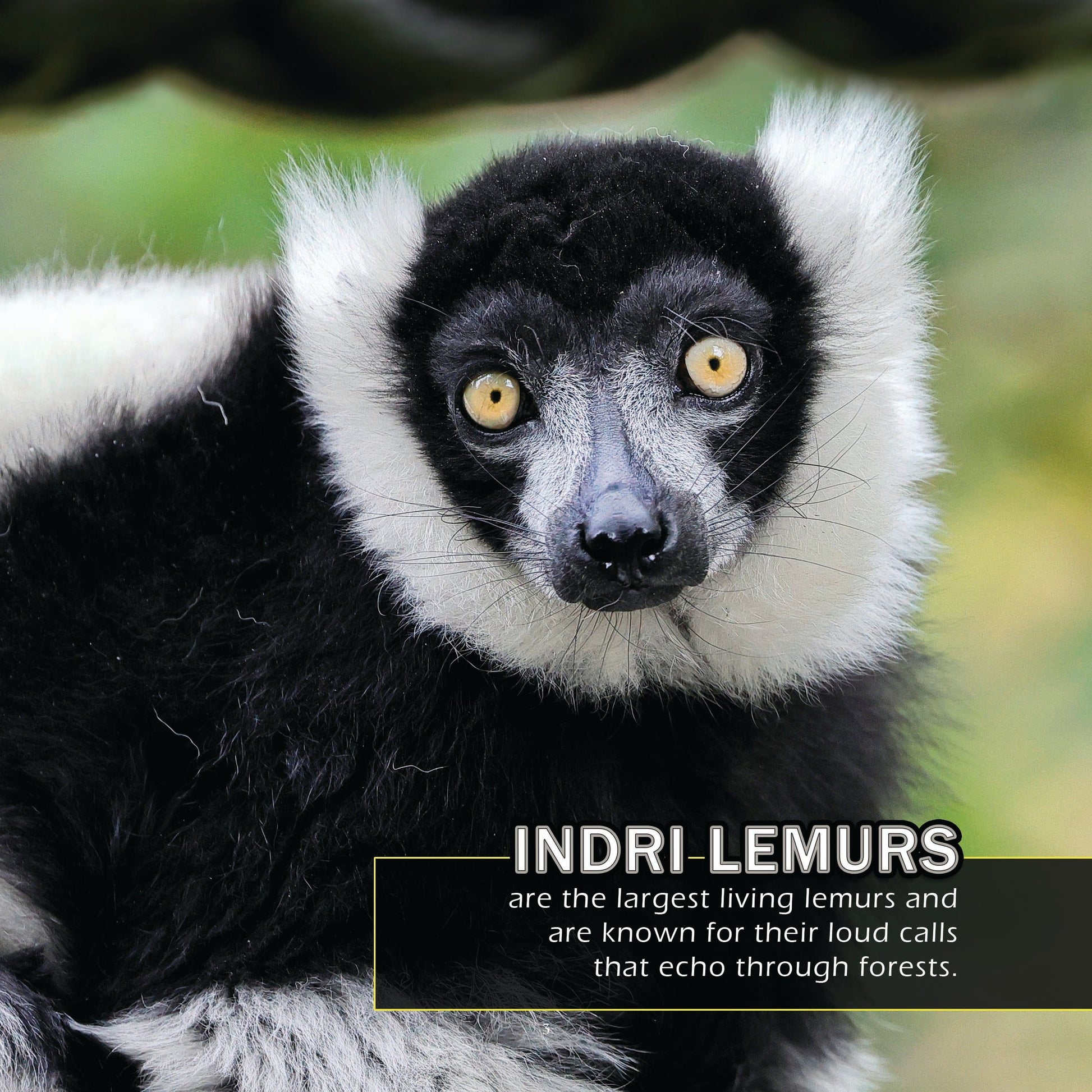 Animals of Madagascar! A My Incredible World Picture Book for Children