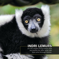 Animals of Madagascar! A My Incredible World Picture Book for Children