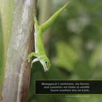 Animals of Madagascar! A My Incredible World Picture Book for Children