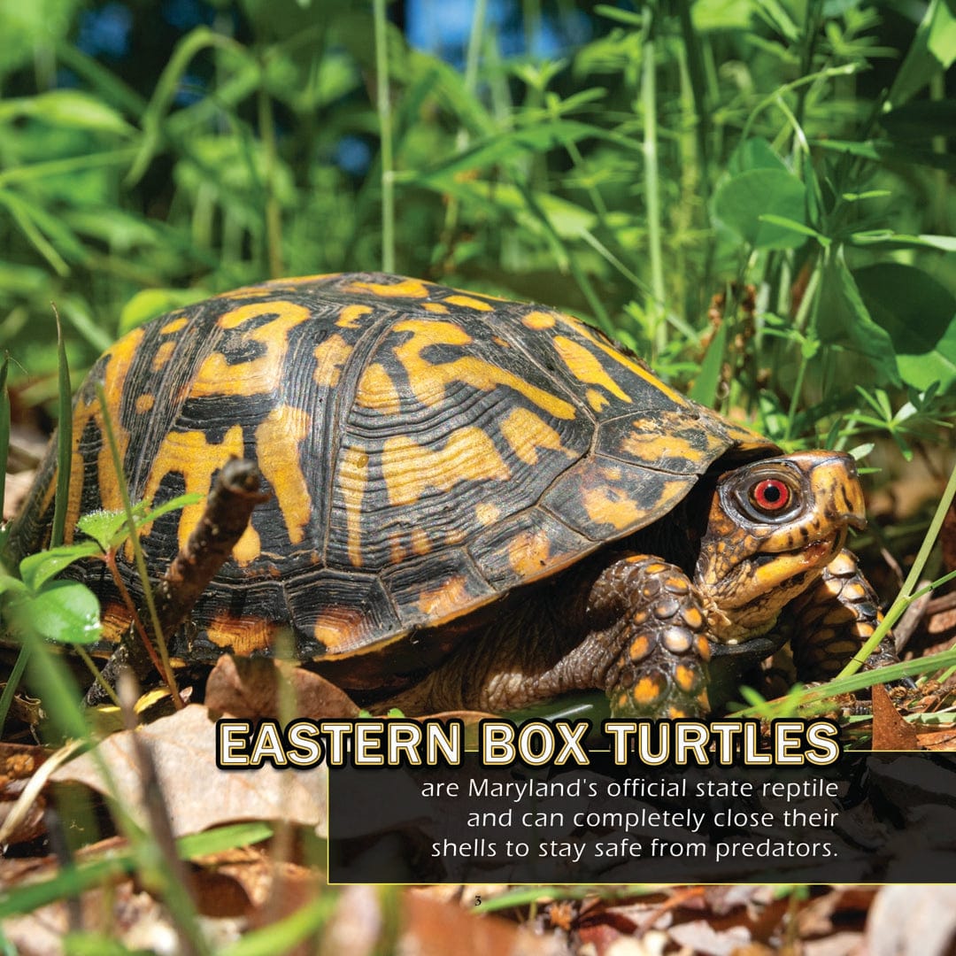 Animals of Maryland! A My Incredible World Picture Book for Children