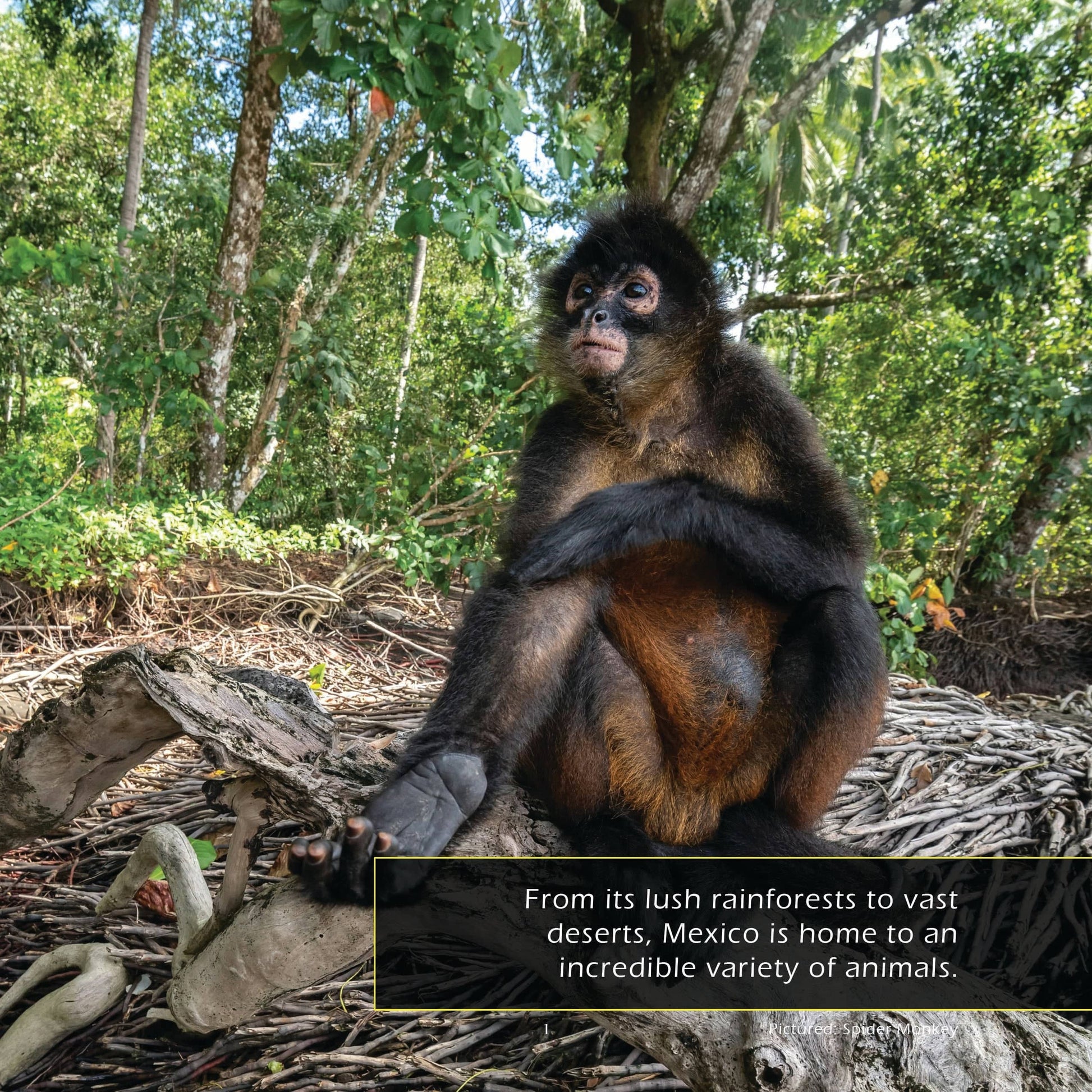 Animals of Mexico! A My Incredible World Picture Book for Children