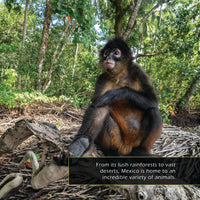 Animals of Mexico! A My Incredible World Picture Book for Children