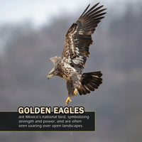 Animals of Mexico! A My Incredible World Picture Book for Children