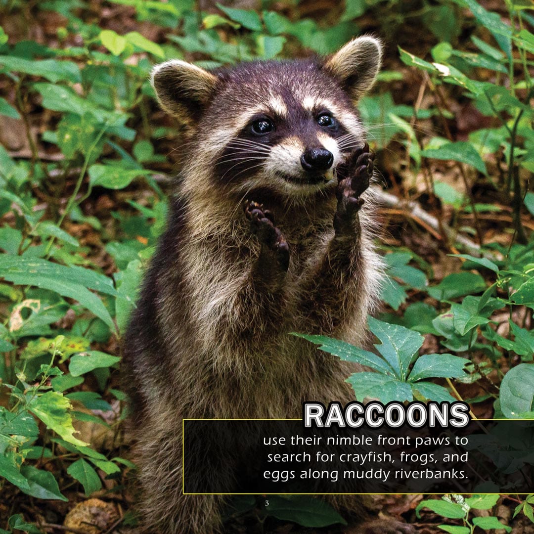 Animals of Mississippi! A My Incredible World Picture Book for Children