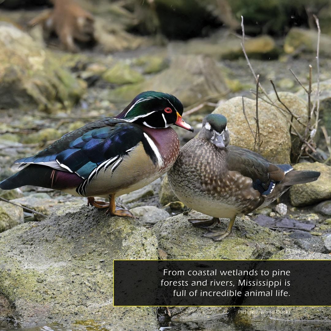 Animals of Mississippi! A My Incredible World Picture Book for Children