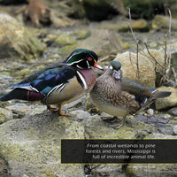 Animals of Mississippi! A My Incredible World Picture Book for Children